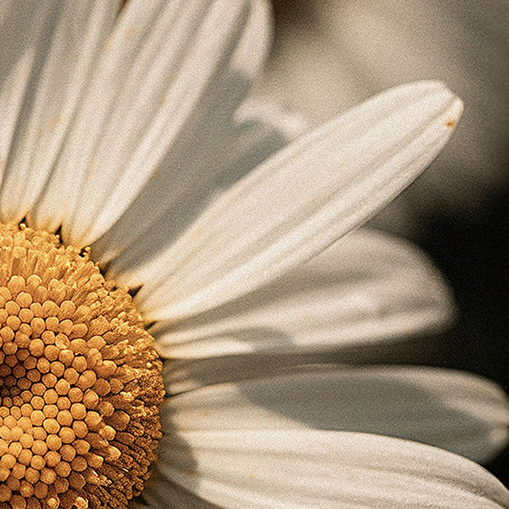 Thallo® Manuka Honey Chamomile Tallow Body Balm